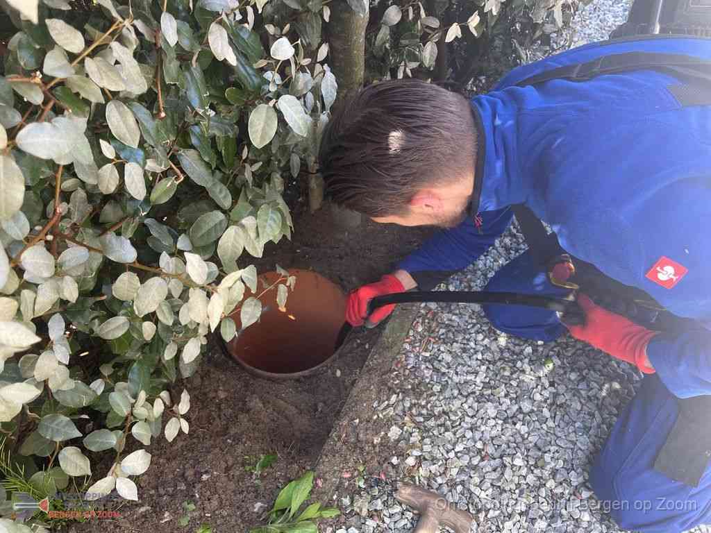 Rioolvliegjes Bergenopzoom Rioolvliegjes Bergenopzoom